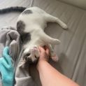 Photo of Rudy **2nd Chance Cat Rescue**