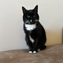 Photo of Poppy *9 Lives Project Rescue*