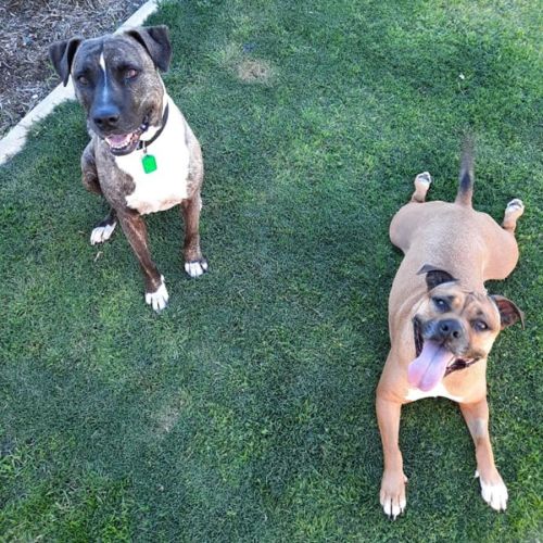 Sugar DL2673 & Spice DL2674
