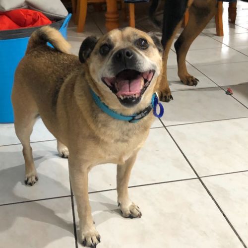 Louie ~ 10yr Old Pug X(On Trial 25/9/22)