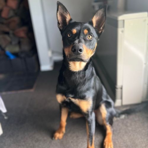 Rex 