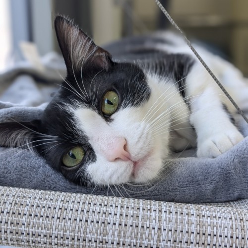 🥇 Vesper 5199 🥇