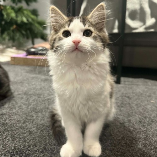 Lily *9 Lives Project Rescue*