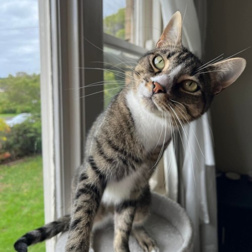 Loki