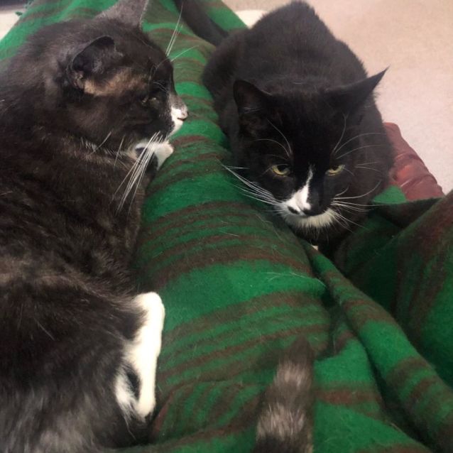 Photo of Bonny & Smokey