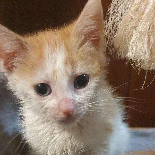 Photo of Venus  Female Kitten (On Trial 20/08/2022)