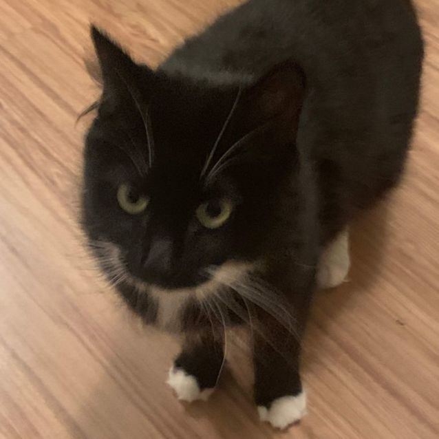 Photo of Azalea 🌺 ~ Meet Me @ Pet Stock Mornington Central