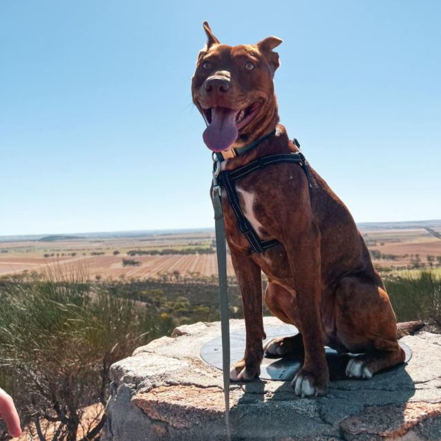 Photo of Kali Dl2812