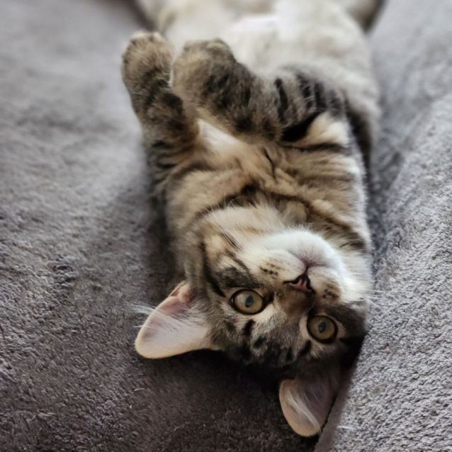 Photo of Cola ^^Dandy Cat Rescue^^