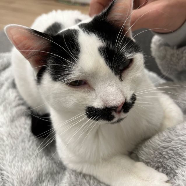 Photo of Monsieur Hector And Senor Hugo