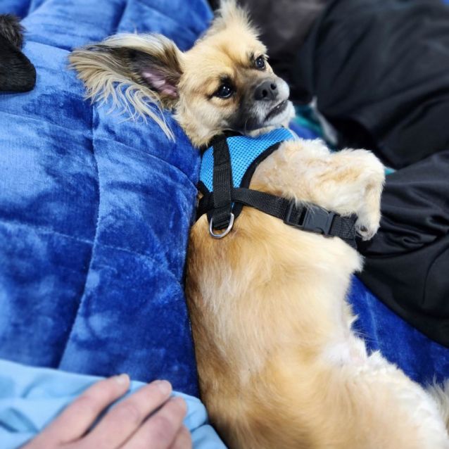 Photo of Archie