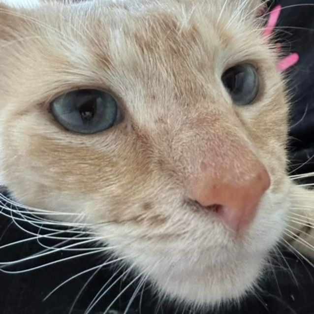 Photo of Snowy