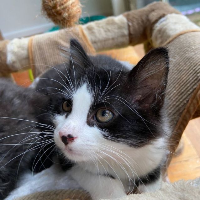 Photo of Presley ^^Dandy Cat Rescue^^