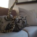 Photo of Magnus *9 Lives Project Rescue*