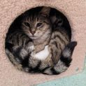 Photo of Cinnamon 