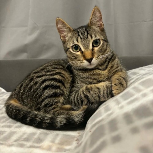 Simon