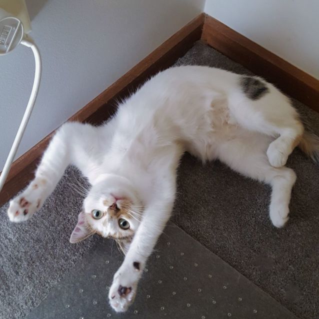 Photo of Yuki ^^Dandy Cat Rescue^^