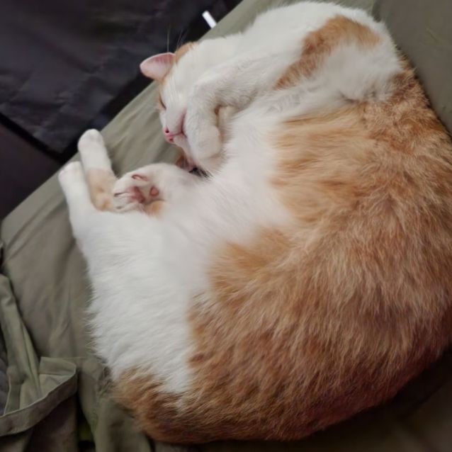 Photo of Admiral Meow Meow