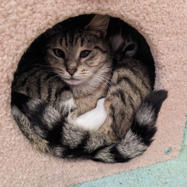 Photo of Cinnamon 