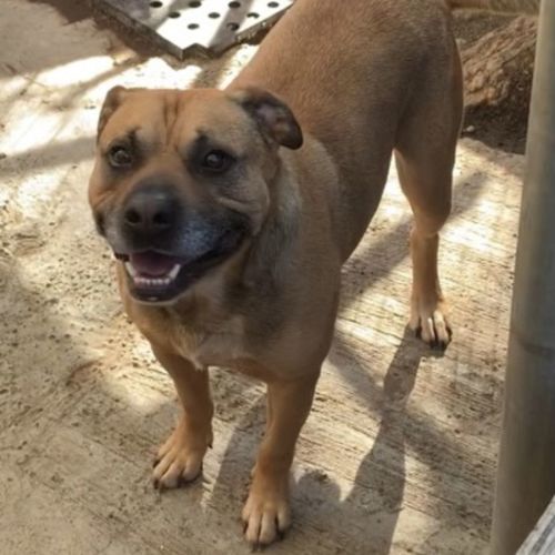 Richie ~ 5yr Old Staffy X