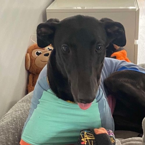 Sally, the Greyhound