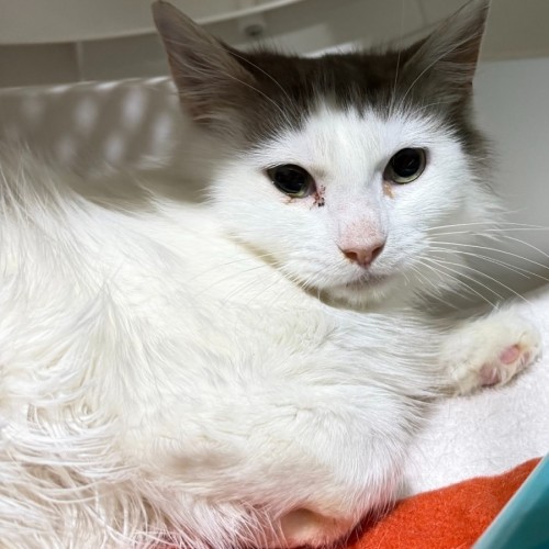 No photo for Thistle