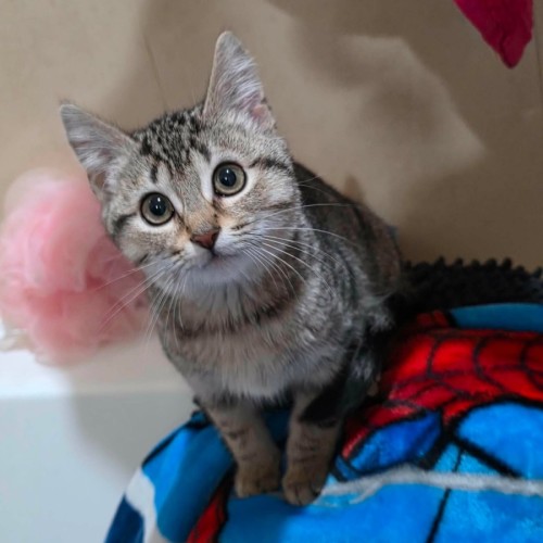 Venti **2nd Chance Cat Rescue**