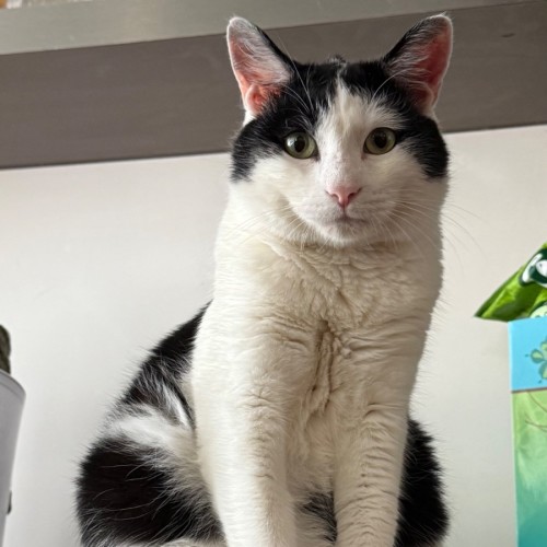 Mr Whispy