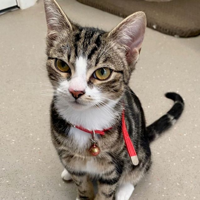 Photo of C1206 Louie