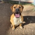 Photo of Milo