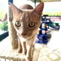 Photo of Cheeto