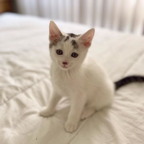 Finley **2nd Chance Cat Rescue**