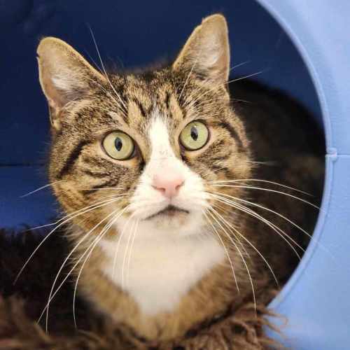 🪕 Bruno 5422 🪕