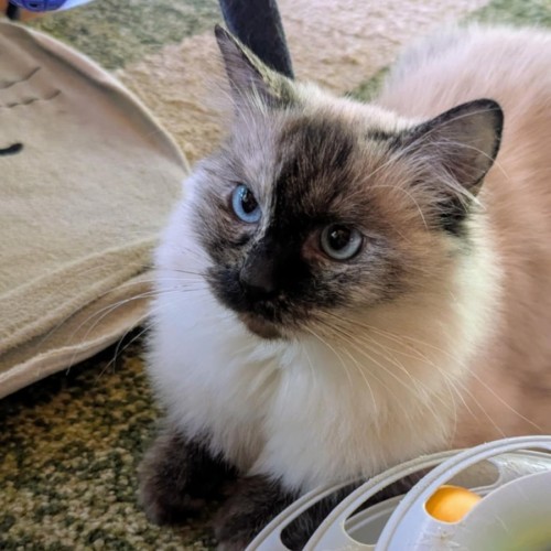 Kiki **2nd Chance Cat Rescue**