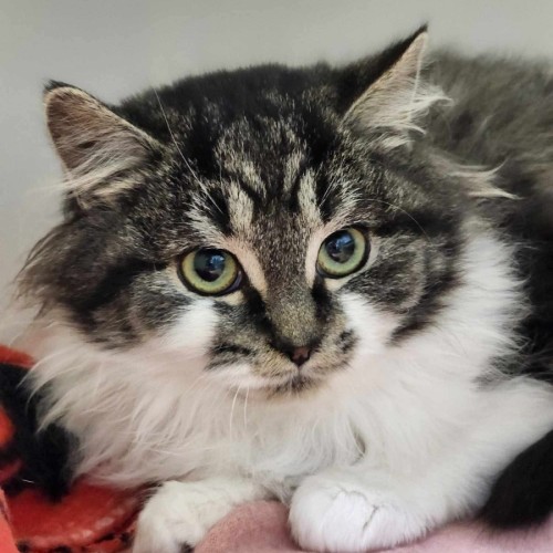 🍓 Lette 6042 🍓