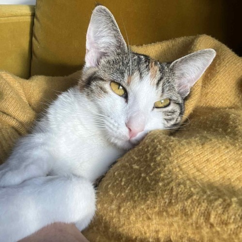 Emmy - Located in Northcote