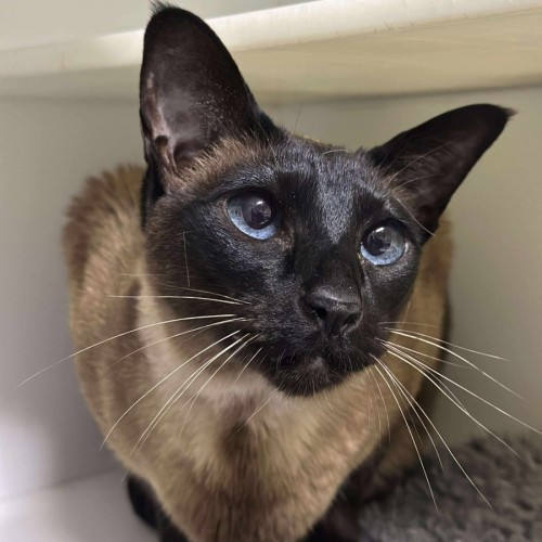 👛 Chanel 6496 👛