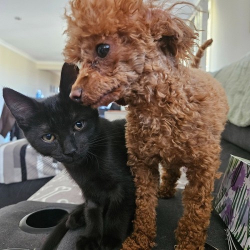 No photo for Annabelle