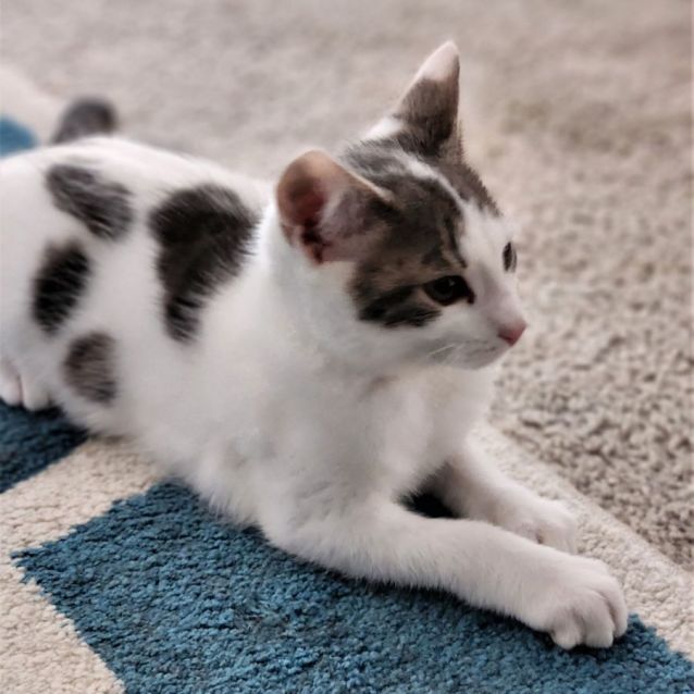 Photo of Muffin ^^Dandy Cat Rescue^^