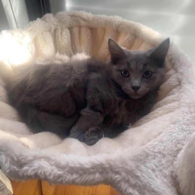 Photo of Shadow
