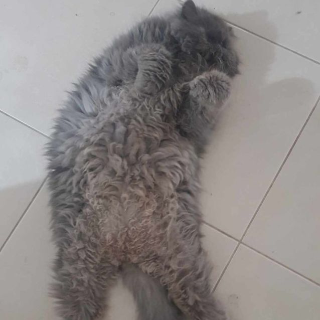 Photo of 🥃✡Whiskey & Schumann ✡🥃