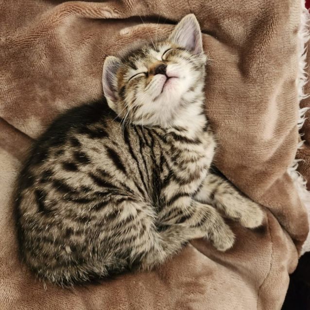 Photo of Peach