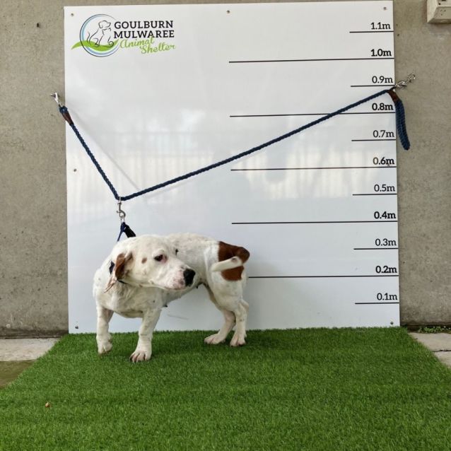 Shelby Small Female Basset Hound x Staffy Mix Dog in NSW PetRescue