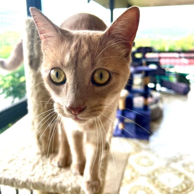 Photo of Cheeto