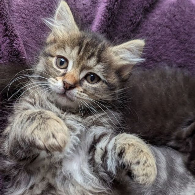 Photo of Gremlin   Located In Glenroy