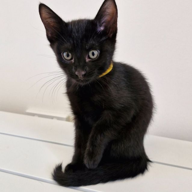 Photo of C1301 Nutmeg