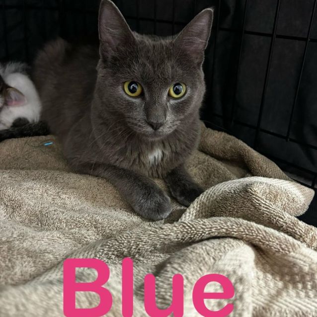 Photo of Blue