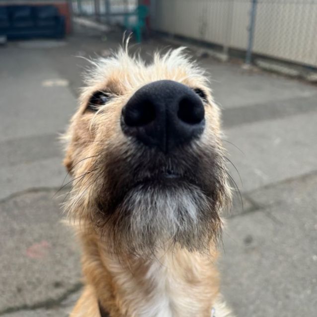 Photo of Whiskey
