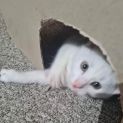 Photo of Cotton