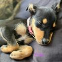 Photo of Frito